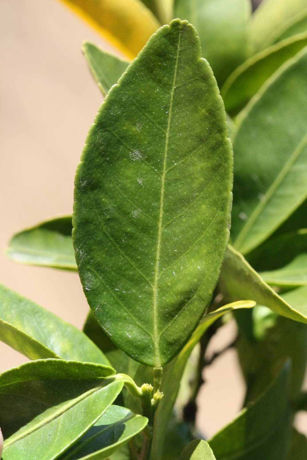              Unifoliolate leaf (Riverside, CA)       
